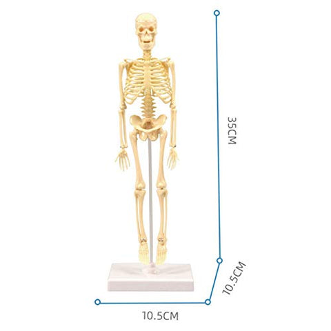 Modelo De Esqueleto Anatômico 35cm Ensino Escolar