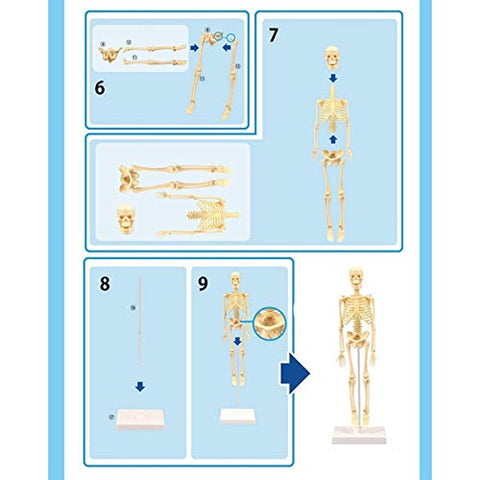 Modelo De Esqueleto Anatômico 35cm Ensino Escolar