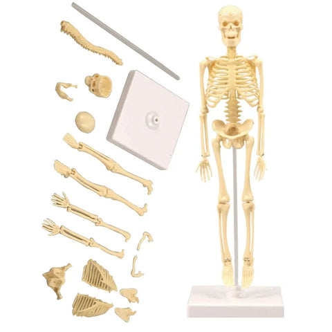 Modelo De Esqueleto Anatômico 35cm Ensino Escolar