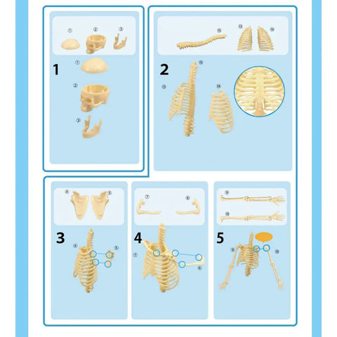 Modelo De Esqueleto Anatômico 35cm Ensino Escolar