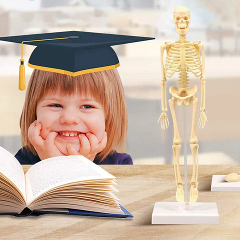 Modelo De Esqueleto Anatômico 35cm Ensino Escolar