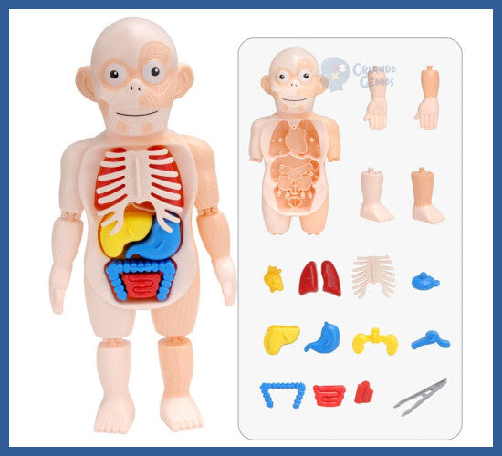 Brinquedo De Médico - Brinquedo De Anatomia 3d - futuro