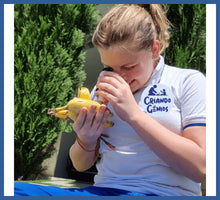 Carregar imagem no visualizador da galeria, Meu Primeiro Microscópio -grátis Suporte De Celular!
