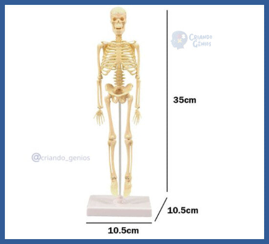 Modelo De Esqueleto Anatômico 35cm Ensino Escolar - quebra