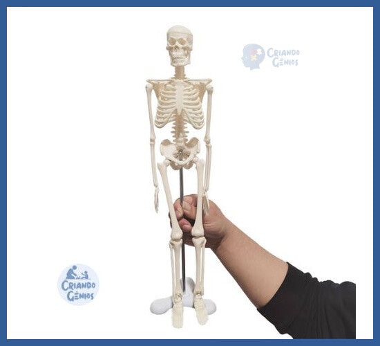 Modelo De Esqueleto Anatômico 45cm Ensino Escolar